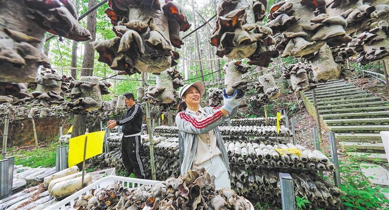 量发展产业调研】林下生金不朽情缘平台推荐